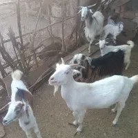 بر و پازن