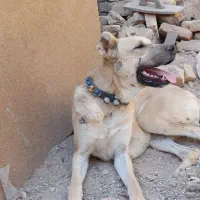 سگ نگهبان و گله زاد دار|سگ|رضویه, |دیوار