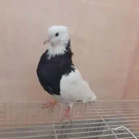 طوقی سیاه معاوضه