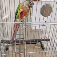 گرینچیگ سخنگو