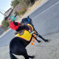 اسب پونی ۶ ساله ارام و زیبا و خاص مشکی درجه یک|اسب و تجهیزات اسبسواری|پیرانشهر, |دیوار