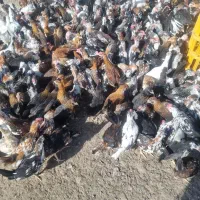 جوجه مرغ وخروس اصل گلین|حیوانات مزرعه|سیرجان, |دیوار