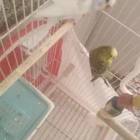 مرغ عشق نر|پرنده|شیروان (خراسان), |دیوار