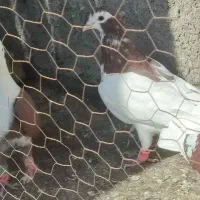 6تا کفتر نر هوایی|پرنده|فریمان, |دیوار