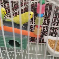 فروش مرغ عشق و ///قفس