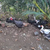 فروش اردک محلی و اسرائیلی و قاز و بوغلمون|حیوانات مزرعه|پرهسر, |دیوار