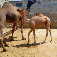شتر شیری نژاد پاکستانی