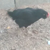 کود وکبوتر،مرغ،گوسفند و گاو