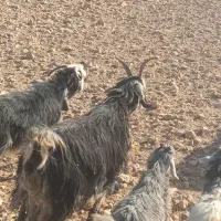 9راس  بز درجع یک