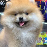 پامرانیان خرسی عروسکی|سگ|رشت, لاکانی|دیوار