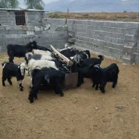 احتیاج به یک نفر چوپان