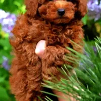 پامر خوشکل و شیطون