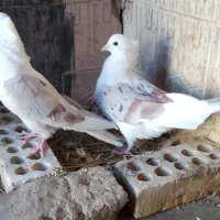 کبوتر دوکتی