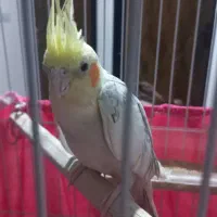 عروس هلندی و مرغ عشق