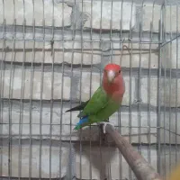 طوطی برزیلی نر