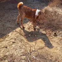 بز نر چاق وشرط سالم|حیوانات مزرعه|حمیدیه, |دیوار