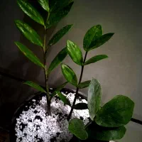 گل فیلندر برگ بزرگ|گل و گیاه طبیعی|بروجرد, |دیوار