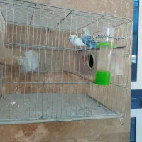 مرق عشق|پرنده|شیراز, کوشک میدان|دیوار