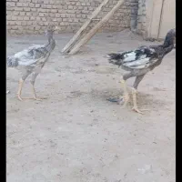 مرغ لاری اصیل|حیوانات مزرعه|نیمروز, |دیوار