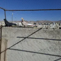 کبوتر