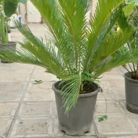 گل سیکاس و بابا آدم|گل و گیاه طبیعی|علی‌آباد کتول, |دیوار