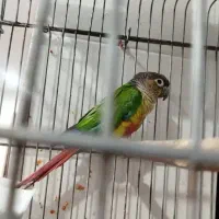 طوطی|پرنده|شادگان, |دیوار