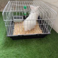 خرگوش لوپ|موش و خرگوش|سبزوار, شهرک اندیشه|دیوار