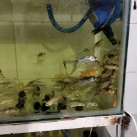 ماهی کوی|ماهی|قم, علی آباد|دیوار