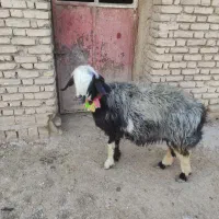 100000|حیوانات مزرعه|جونقان, |دیوار