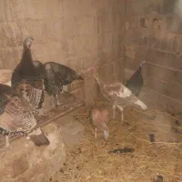 بوقلمون|حیوانات مزرعه|راور, |دیوار