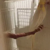 عروس|پرنده|مشهد, قائم|دیوار