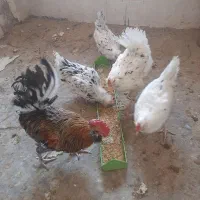 خروس ومرغ گلین جوان