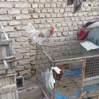 ۳ عدد خروس محلی اصل پاه سیا
