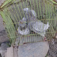 کبوتر گرگی|پرنده|جیرفت, |دیوار