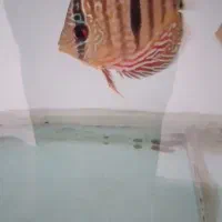 ماهی دیسکس نژاد هکل کراس