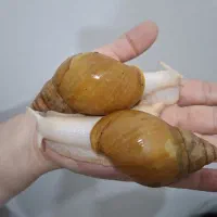 حلزون آچاتیا