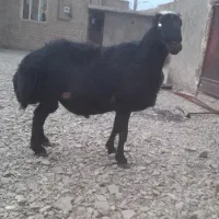 قوچ قره غزل بی گوش