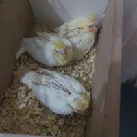 جوجه عروس پاریس