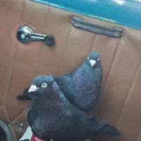 یک جفت آبادانی