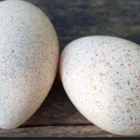 تخم بوقلمون