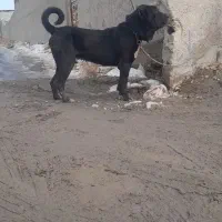 واگذاری سگ سیاه|سگ|تبریز, |دیوار