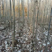 کبوده دو ساله درجه 1