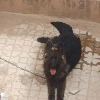 سگ ژرمن