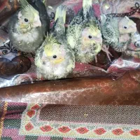 4 عددجوجه عروس هلندی سرلاکی