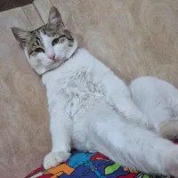 گربه گمشده|حیوانات|میاندوآب, |دیوار