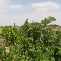 فروش باغ تاکستان قزوین ۸۳۲۰ متری|فروش زمین و ملک کلنگی|تهران, دریاچه شهدای خلیج فارس|دیوار