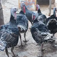 بقلمون نر به شرط درشت و سرحال