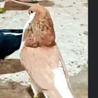 نر ساده زرد مخاهو