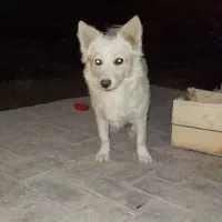 سگ میکس اشپیتز