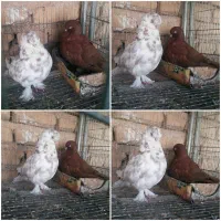 کبوتر زینتی لانگ فیس و تلسکوپی|پرنده|میمند, |دیوار